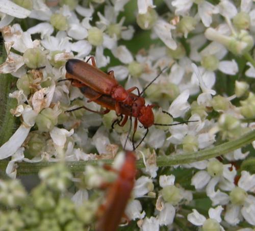 Réf. 242 048 : Rhagonycha fulva